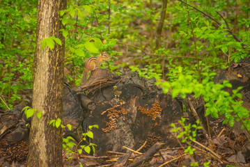 Cute chipmunk sitting on log in forest