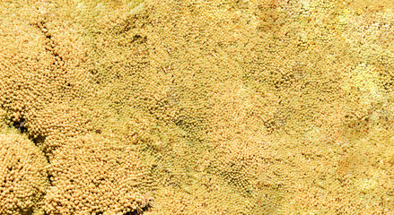 abstract yellow background