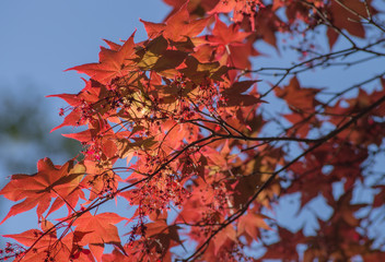 A tree with red leaves in front of blue sky in the spring.