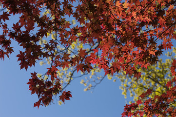 A tree with red leaves in front of green leaves and blue sky.