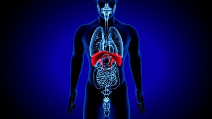 3d render of human anatomy, the thoracic diaphragm, or simply the diaphragm is a sheet of internal skeletal