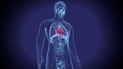 3D Illustration of Human Body Organs Heart Anatomy