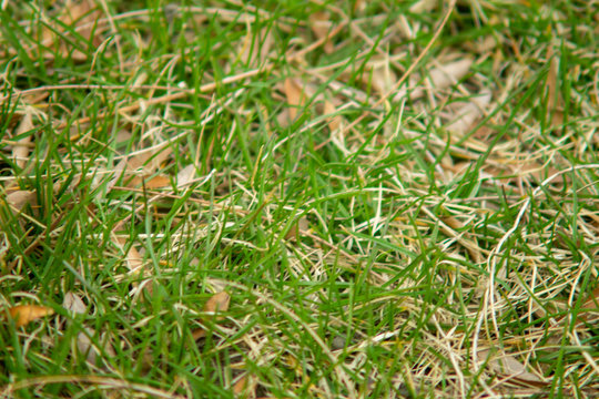 Image of Closeup of Grass