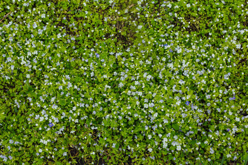 Background of blue flowers veronica repens blooming