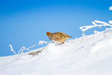 Winter and Partridge. White snow background. Grey Partridge. Perdix perdix.