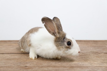 cute white and brown easter bunny rabbit on wood and white background