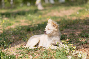 White puppy kneeling on the grass, outdoor spring