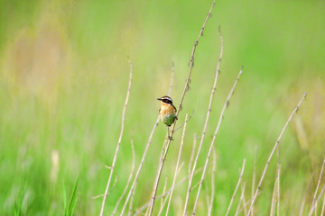 Stonechat. Stonechats are robin sized birds.