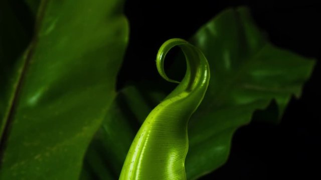 Birds nest fern, crisp new leaf growth unwinding and growing, camea follows growth