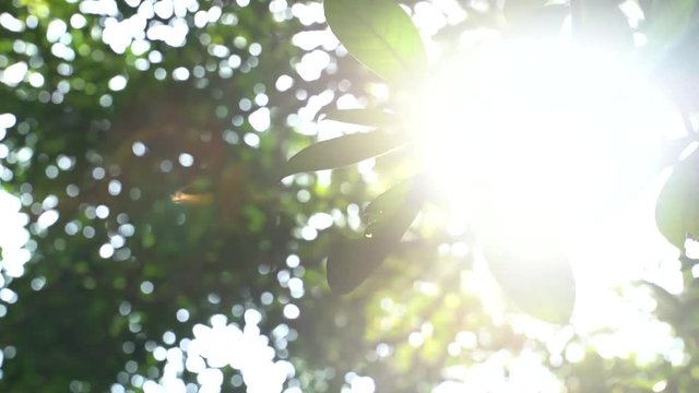 the afternoon with the sun shine