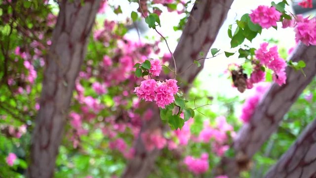 Flower flown by the winds