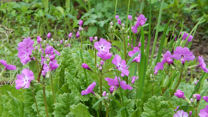 Fototapeta premium First spring flowers. Purple primrose.