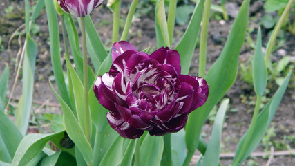 First spring flowers. Violet tulip in the garden