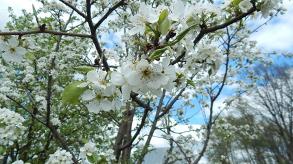 pear  flowers in spring