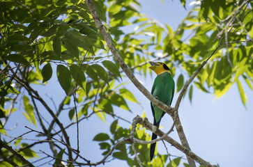 Long-tailed Broadbill on the branches in nature.