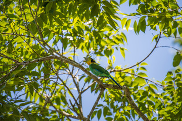 Long-tailed Broadbill on the branches in nature.