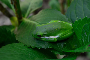 green tree frog on leaf