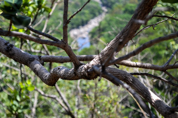NATURE