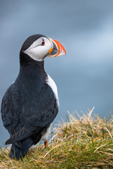 Portrait of a puffin at Borgarfjarðarhöfn