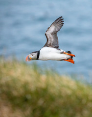 A Puffin in flight at Borgarfjarðarhöfn