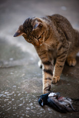 Cat instincts hunter, Catch the bird.