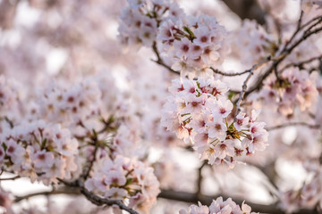 Cherry Blossom