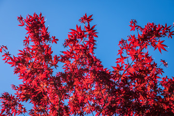 Maple leaves