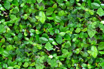 Fresh green leaves pattern of Siamese rough bush, Tooth brush tree (Streblus Asper Lour) as the natural background and wallpaper