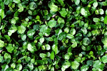 Fresh green leaves pattern of Siamese rough bush, Tooth brush tree (Streblus Asper Lour) as the natural background and wallpaper