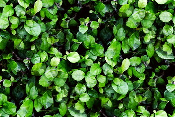 Fresh green leaves pattern of Siamese rough bush, Tooth brush tree (Streblus Asper Lour) as the natural background and wallpaper