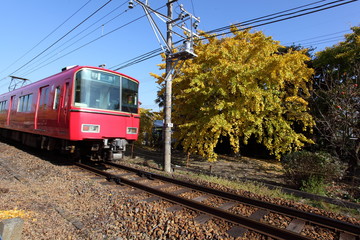 イチョウと電車