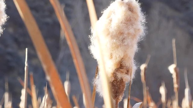 Slow motion of cat tails blossoming in the golden sun at a marsh