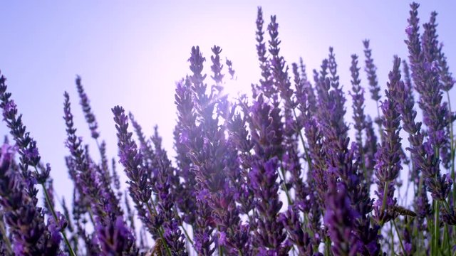 SLOW MOTION, CLOSE UP, LENS FLARE, DOF: Summer sunshine illuminating bees flying around lavender shrub. Tiny bees flying around the fragrant bushes of blooming lavender in scenic French countryside.