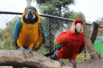 Papagayos