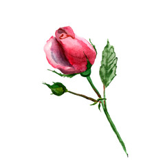 Flowers watercolor illustration. A tender pink rosa on a white background.