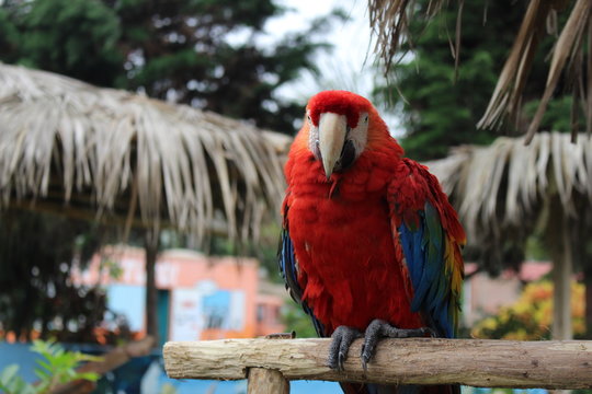 Papagayos