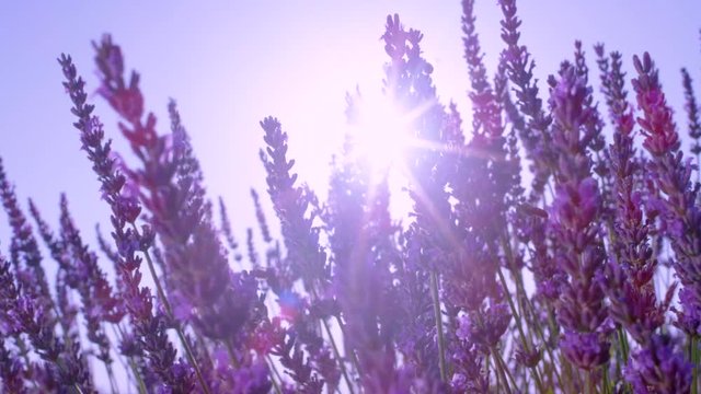SLOW MOTION, LENS FLARE, CLOSE UP, DOF: Busy bees flying around the aromatic bushes of lavender in Provence. Scenic shot of bright summer sunbeams shining on bees flying around blooming lavender.
