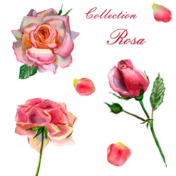 Flowers watercolor illustration. Set of pink roses on a white background.