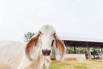 Obraz premium White cow in the farm, free range livestock in Thailand