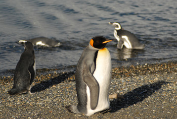 Fototapeta na wymiar Emperor penguin on the beach