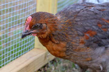 Young cockerel rooster in chicken coop