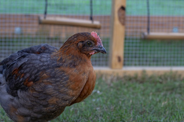 Cockerel Rooster in backyard chicken run