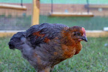 Cockerel Rooster in backyard chicken run