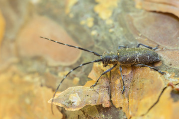 Pine sawer beetle, Monochamus galloprovincialis on pine bark
