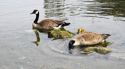 Family of Canadian geese with young gosling with yellow plumage swim in water close up.