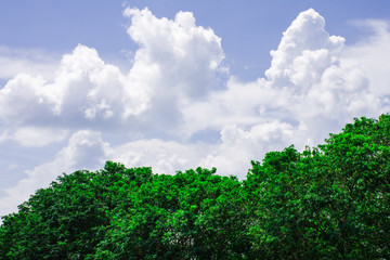 Fototapeta premium Bright cloud sky above green tree, White cloud on blue sky above green forest, Beautiful green leaves with copy space of blue sky for create your text, Background of green leaves on top of tree