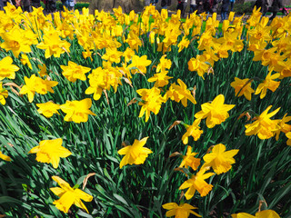 Beautiful tulips in spring Symbol of the country of the Netherlands