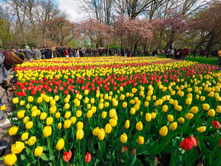 Beautiful tulips in spring Symbol of the country of the Netherlands