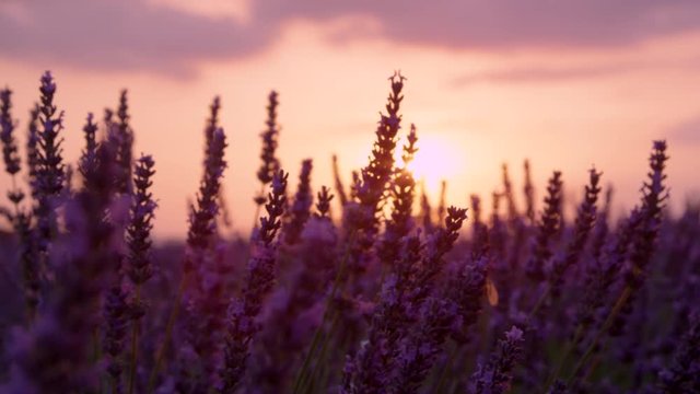 SLOW MOTION, CLOSE UP, LENS FLARE, DOF: Scenic shot of warm evening sunbeams shining on the swaying fragrant lavender bush in the idyllic French countryside. Sunrise illuminates the purple herb shrub.