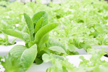 Hydroponic cos salad in hydroponic pipe. Hydroponic vegetable farm in summer